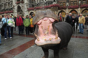Nilpferd auf dem Marienplatz (©Foto: Ingrid Grossmann)
